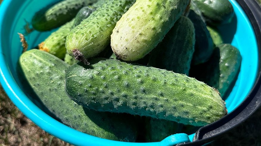 Главная картинка новости: Когда сеять огурцы в 2026 году? Подскажет Лунный календарь - сверьтесь, чтобы не остаться без урожая