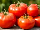 Эти три проверенных сорта томатов в 2026 году завалят урожаем: за семенами уже очереди выстраиваются