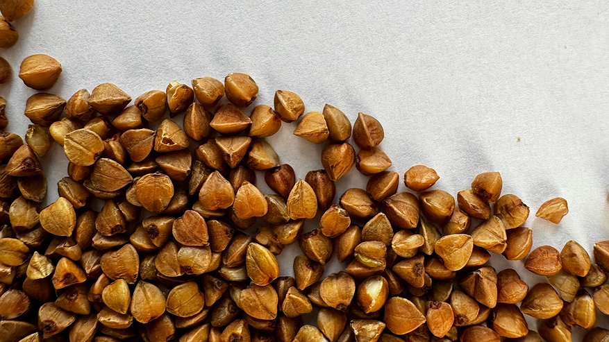 Главная картинка новости: Россияне могут гордиться: немецкий фермер объяснил истинную причину, почему в Европе не едят гречку