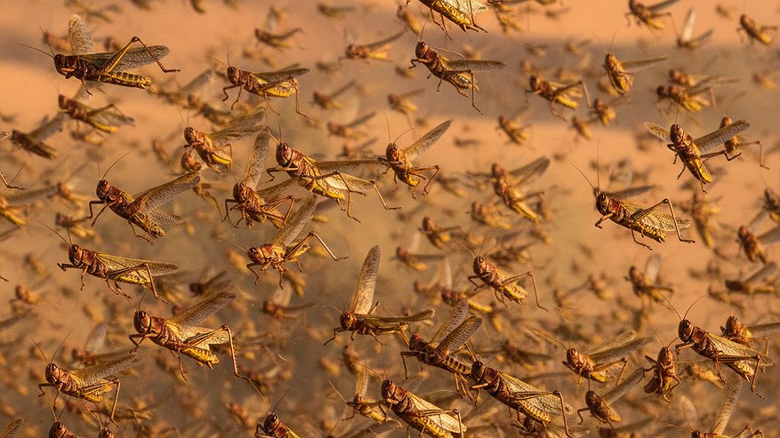 Главная картинка новости: Теперь понятно, почему в СССР почти не было саранчи, а сейчас ее стало так много: вот в чем причина