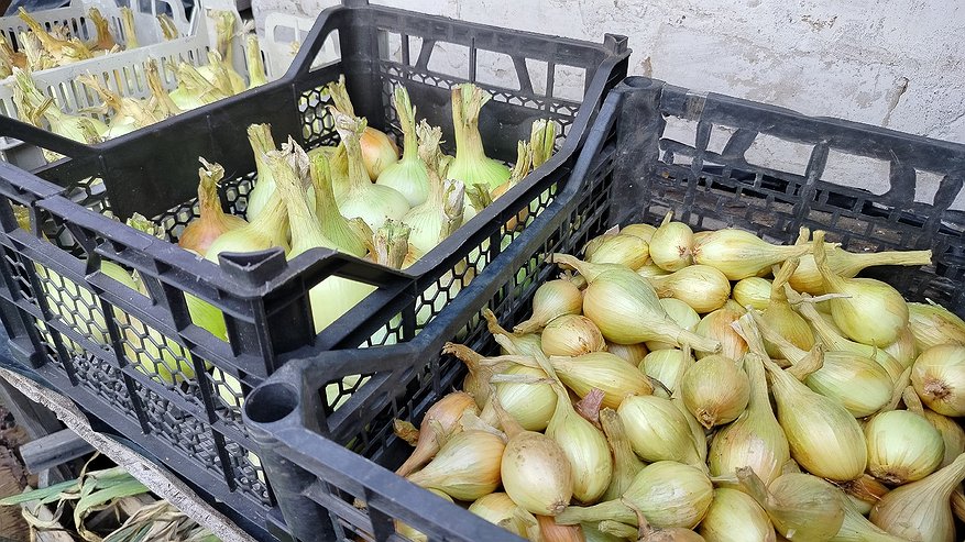 Главная картинка новости: Когда пора сеять лук на рассаду в 2026 году — подробная инструкция от агронома