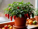 Сажаю эти 2 сорта на подоконнике - растут как на дрожжах: снимаю по 1 кг жгучих перчиков