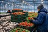 Миниатюра новости: Не клубника и не грибы, а гораздо проще и дешевле: на чём фермеры зарабатывают миллионы зимой, а работникам платят по 55 тысяч