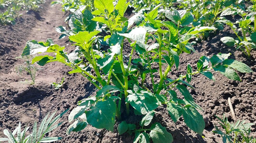 Главная картинка новости: Картошку не окучиваем: этот сорт того не требует и выдает до 15 кг с одного ряда – все клубни крупные, как на подбор