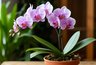 Миниатюра новости: Лью в орхидеи остатки любимого напитка — цветут дольше: и никаких удобрений покупать не надо