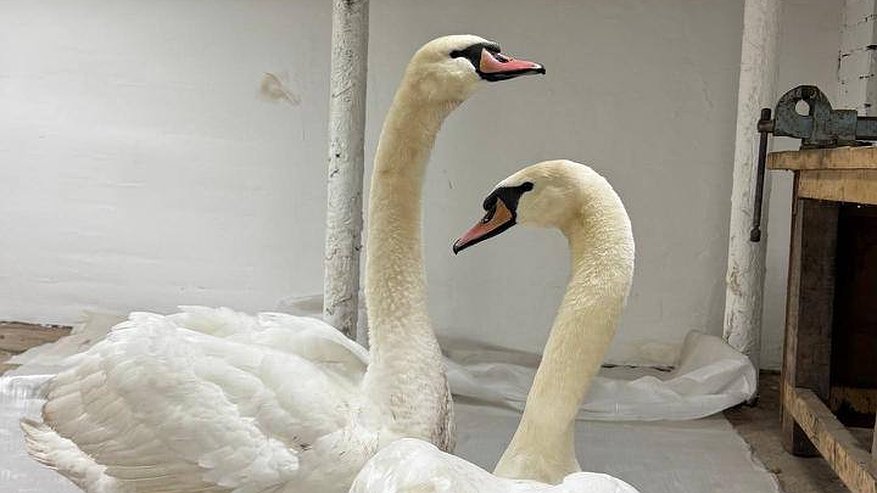 Главная картинка новости: Экоактивист из Альметьевска спас двух краснокнижных лебедей-шипунов