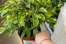 Миниатюра новости: С января по март для фикуса Бенджамина — важнее полива: 1 таблетка из аптечки спасет от стресса и листопада