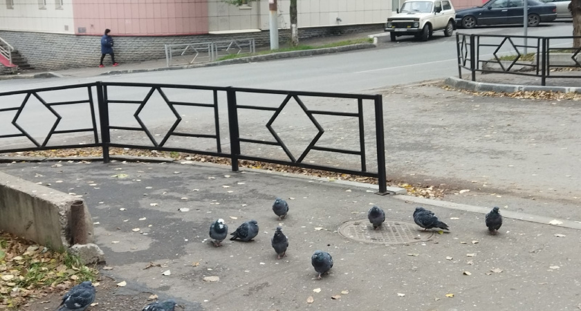 Экологическая трагедия в Бугульме: загадочная смерть птиц