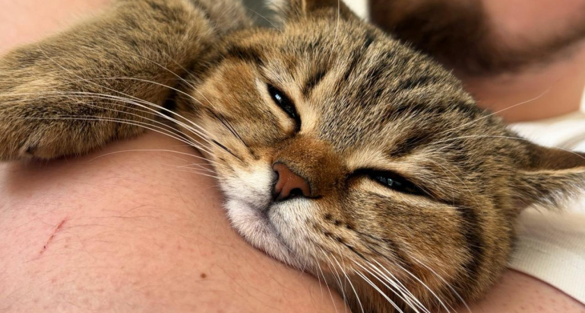 Как кошка "говорит", что ей больно: важные сигналы для хозяев, которые нельзя игнорировать