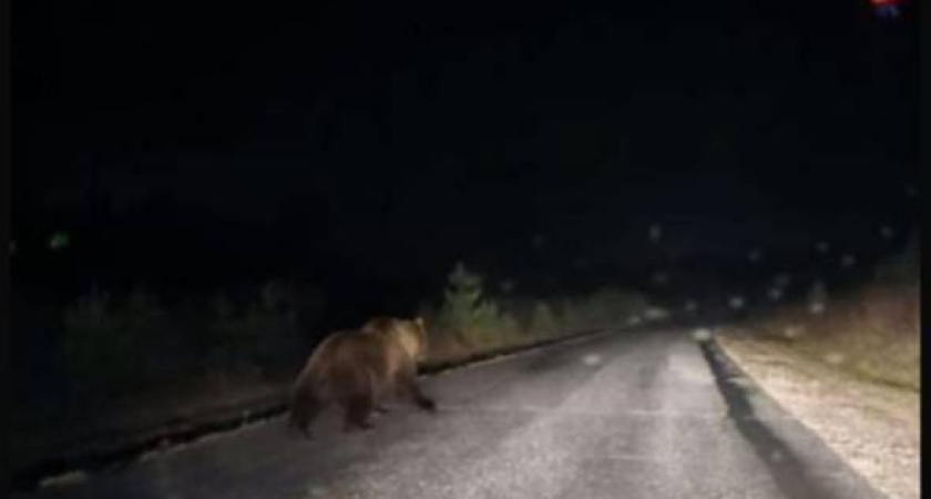 Крупный медведь замечен на дороге недалеко от Казани