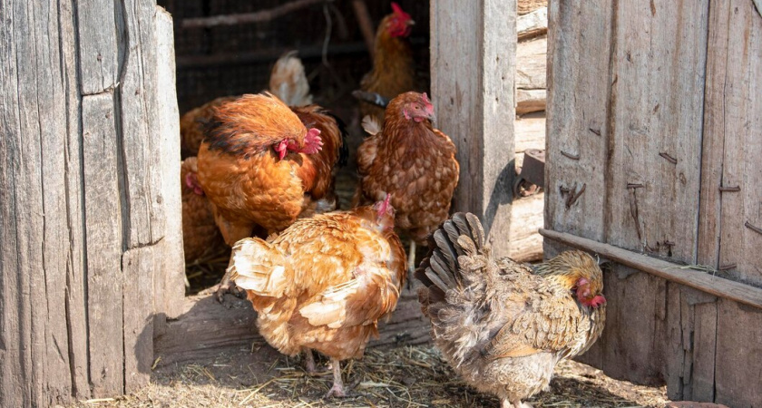 Яйценоскость вырастет в разы через 2 дня: достаточно добавить в питьевую воду одно средство — будут нестись даже самые "капризные" куры