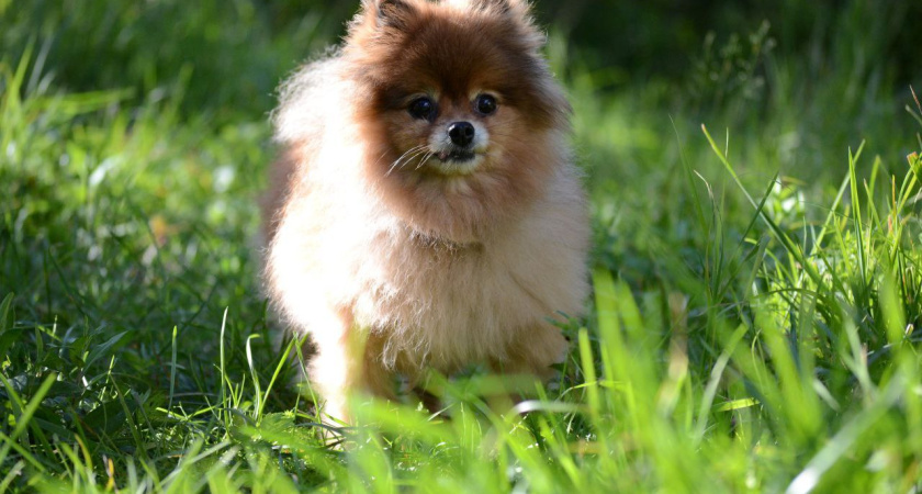 В Чистополе задержали вора, укравшего дорогого щенка шпица на прогулке