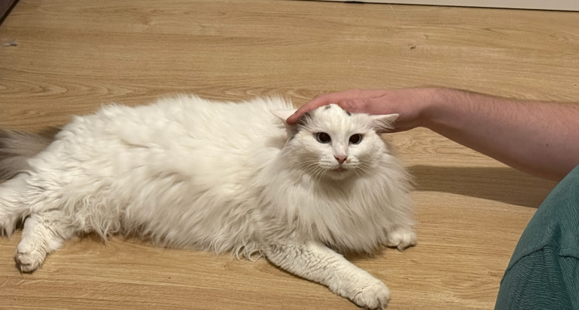 Какой породы кошку лучше выбрать или подарить пенсионеру: 3 идеальных компаньона для пожилых