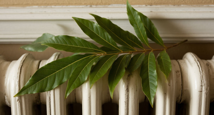 С первыми морозами кладу лист лавра на батарею — и живу без бед: вот что происходит — все домашние замечают разницу