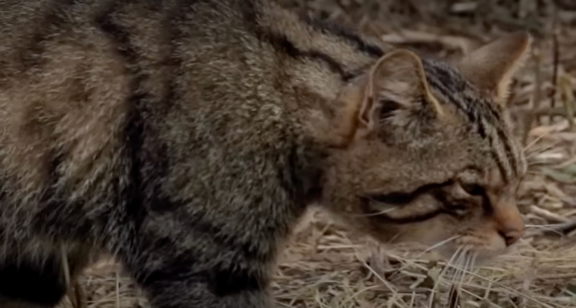 Никогда не подбирайте котят в лесу. Это может оказаться совсем другое опасное животное