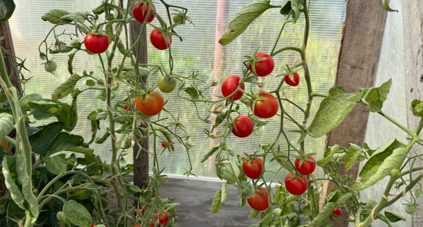 В Татарстане за неделю подорожали помидоры и огурцы