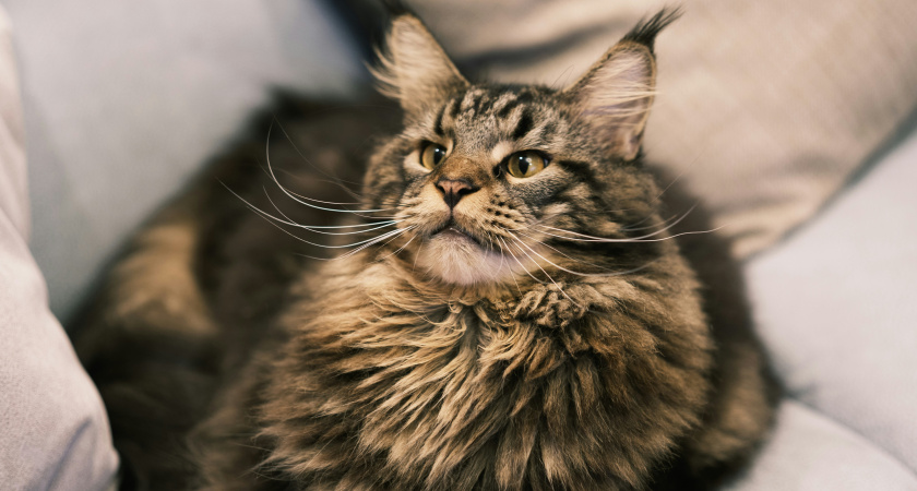 Об этих нюансах заводчики молчат: что нужно знать перед тем, как завести мейн-куна