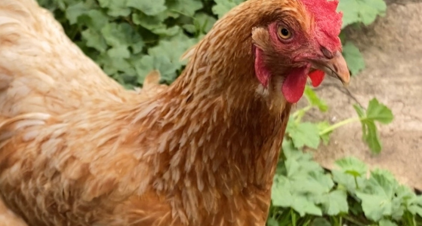 Осенью курам — обязательно: 2 натуральные добавки в корм — и яйценоскость у несушек взлетает ракетой