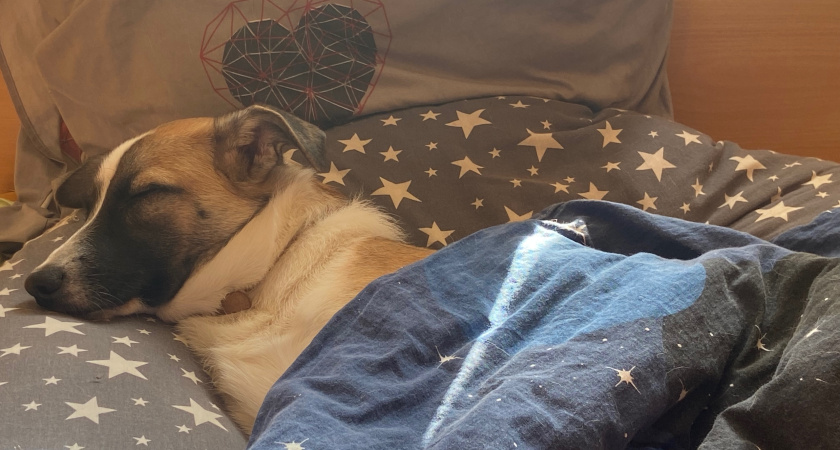 Самые преданные: эти 5 пород собак, которые влюбляются в своих хозяев до беспамятства