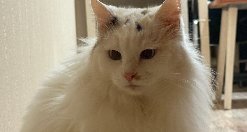 Эти знаки подают кошки перед приходом в дом большой беды: запомните и расскажите близким