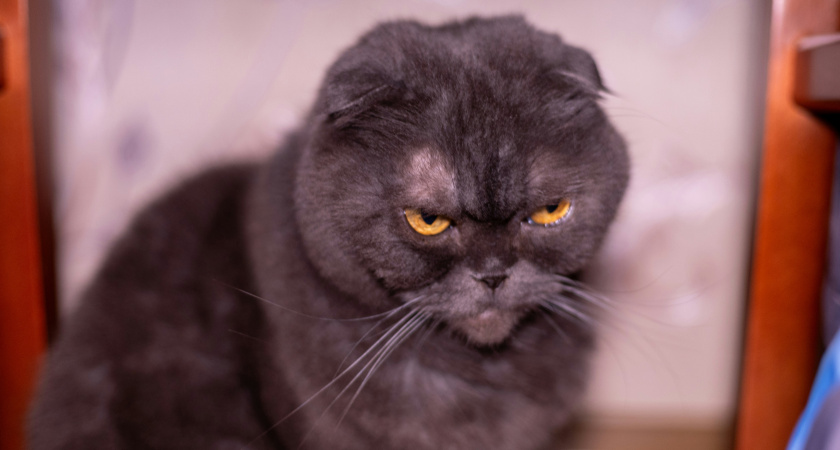 Последствия будут хуже, чем вы думаете: 5 причин, почему никогда нельзя наказывать кошку