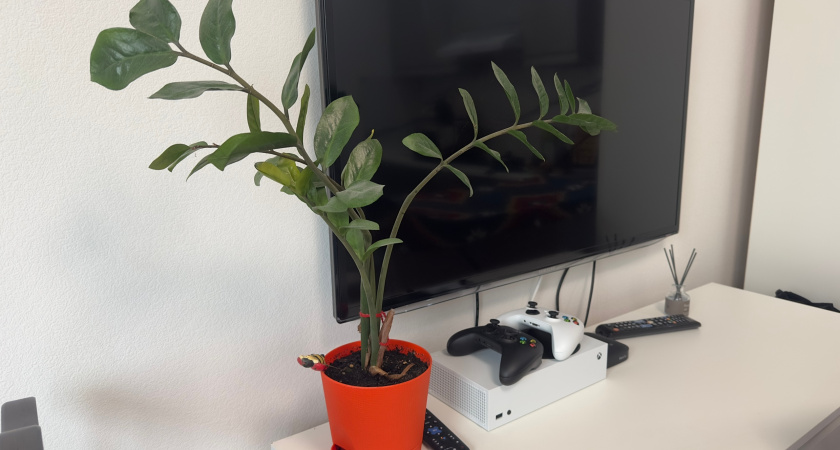 Даже трухлявая палка покроется новой листвой - вот как стоит полить замиокулькас в октябре