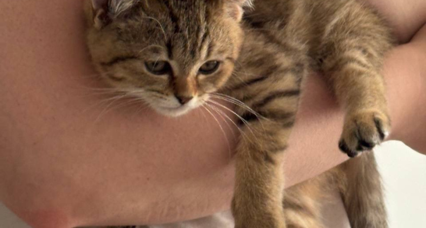 Почему кошка следует за хозяином по пятам: мифы, повадки и кошачий взгляд