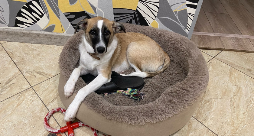 Ученые назвали животное, которое умнее собак: вот кто сообразительнее наших любимцев