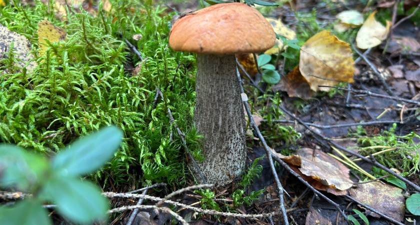 В Челнах ни одного отравления грибами за сезон