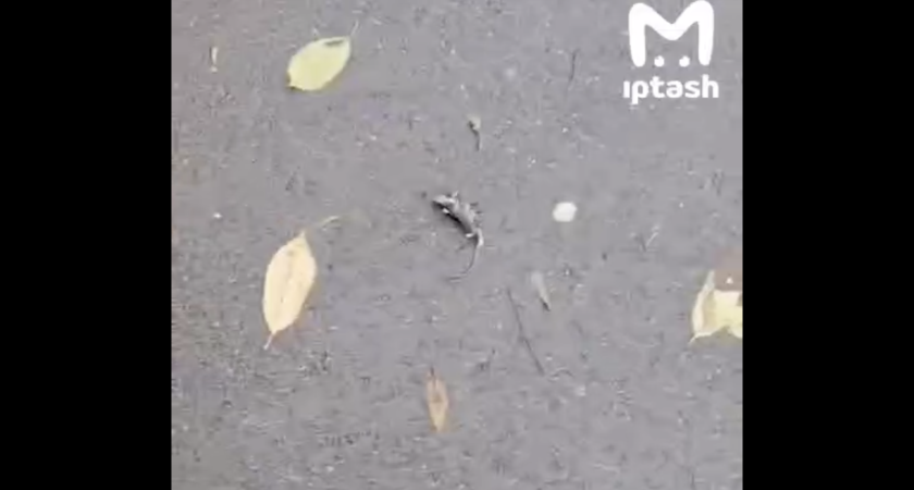 Мертвые грызуны у детской поликлиники: жители Набережных Челнов бьют тревогу