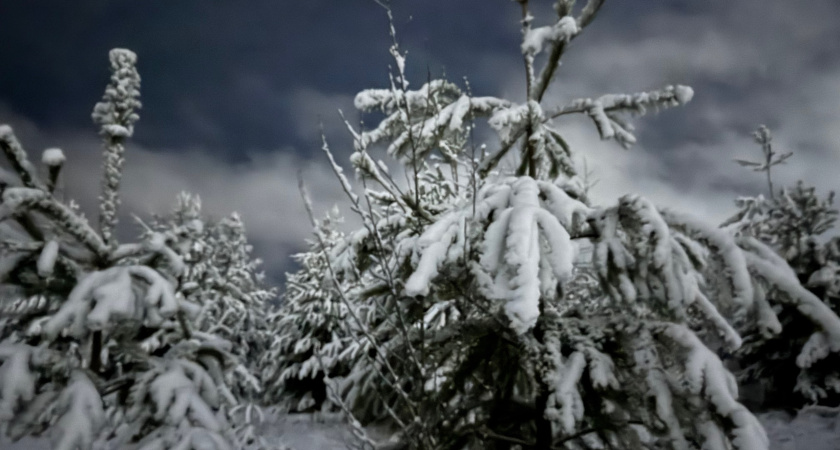 Где в Челнах купить новогоднюю ёлку: утверждены торговые площадки