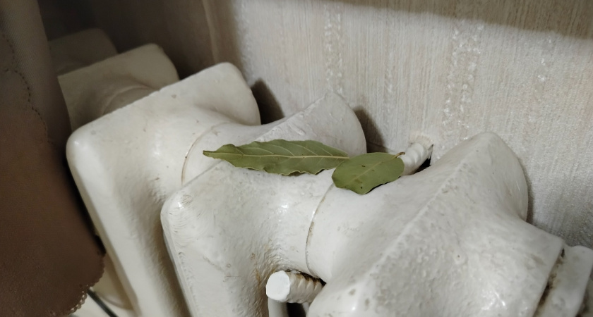 Как наступают первые морозы, кладу лист лавра на батарею — и живу без бед: вот что происходит — все домашние замечают разницу