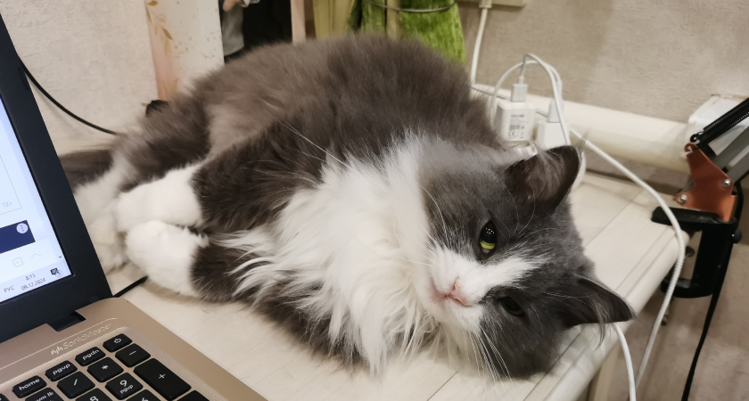 Больше не страдаю от запаха кошачьей мочи: знакомая горничная научила, как избавиться от вони всего за 7 минут