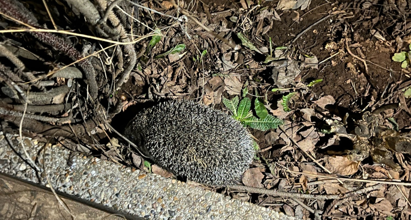 Запомните: появление ежа на садовом участке - это сигнал опасности, и гоните его, если увидите