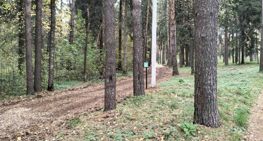 В Татарстане выявили 97 нарушений в лестном хозяйстве с начала года