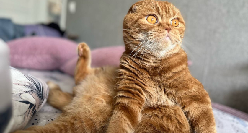 Мошенники обманули жительницу Казани при покупке котенка