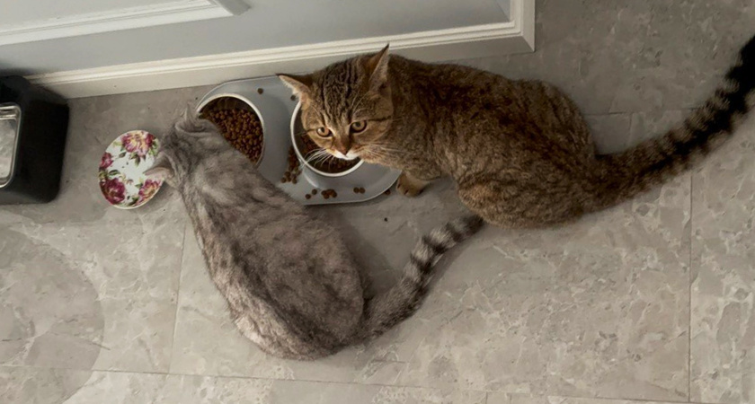 Вовсе 1 и не 3 раза: сколько раз в день нужно кормить кошку - запомните на всю жизнь