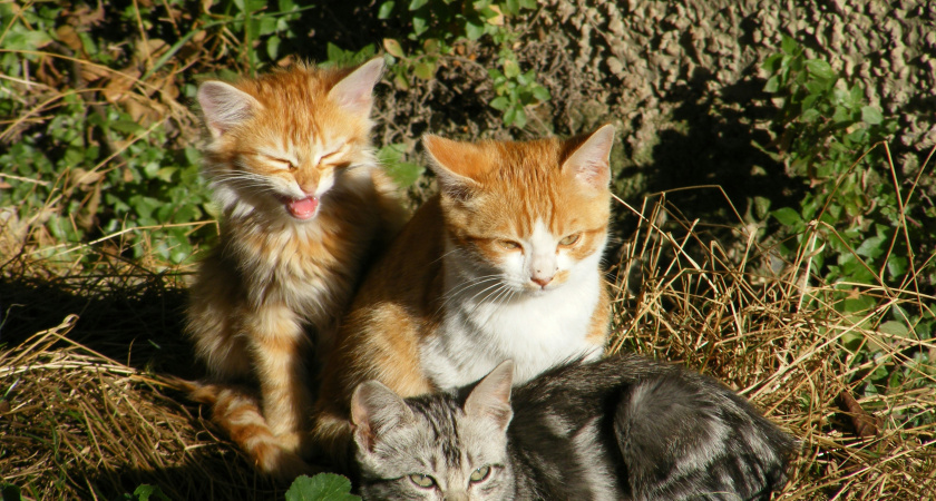 Не вздумайте подбирать котят в лесу. Это может оказаться совсем другое опасное животное