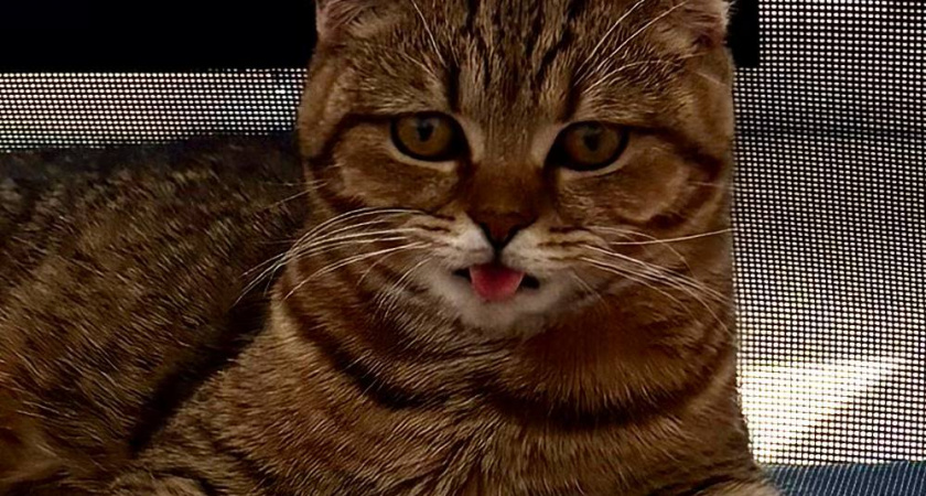 Есть 1 место, куда можно целовать кошку - она не будет возражать: хозяева об этом не знают