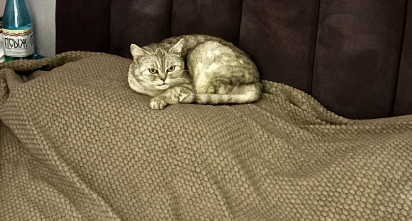 Кошка занимает место хозяина не просто так: ученые узнали, как читать язык тела вашего питомца