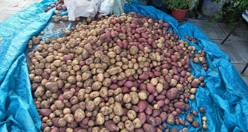 Не прорастёт даже в самом сыром погребе: кладу одну веточку в ящики с картошкой — ни единого ростка до самой весны