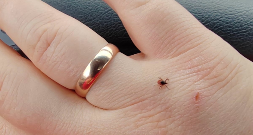 Челнинцев призывают вакцинироваться от клещевого энцефалита