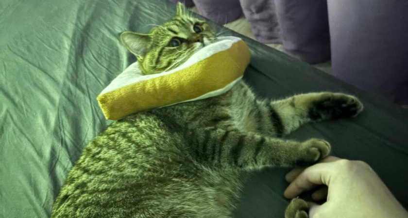 Никогда не спите в одной кровати с кошкой: это может плохо кончиться