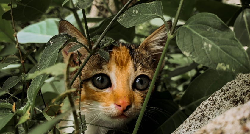Не вздумайте подбирать котят в лесу. Это может оказаться совсем другое и опасное животное