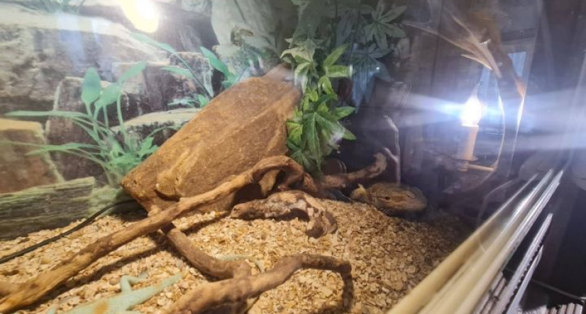 Прокуратура требует закрыть кафе «Медвежий угол» в Тукаевском районе из-за антисанитарии и неправильного хранения продуктов