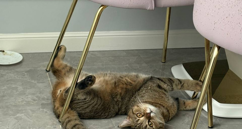 Благодарны ли уличные коты за то, что их забрали домой: большинство людей не знает правды