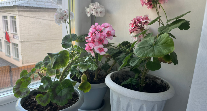 Герань не погибает осенью: как сохранить растение до весны без теплицы и лишних трат