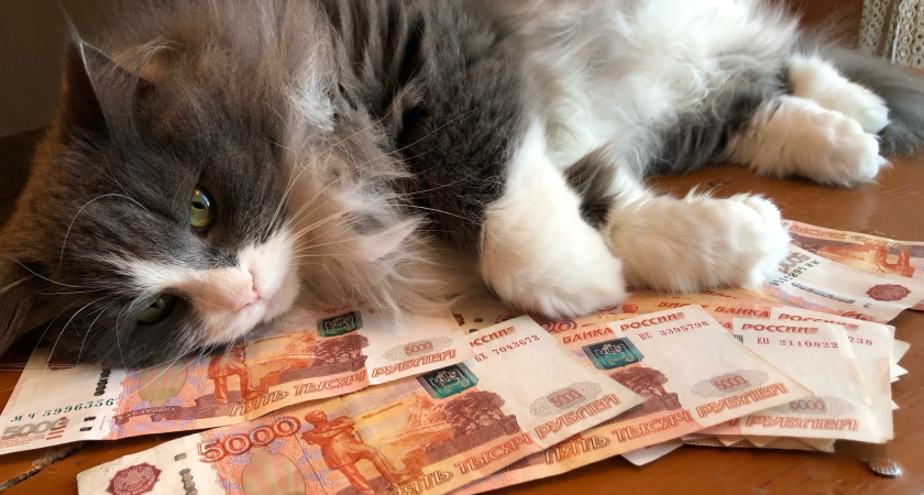 Кошки, которые приносят богатство: заведите эту породу и не пожалеете