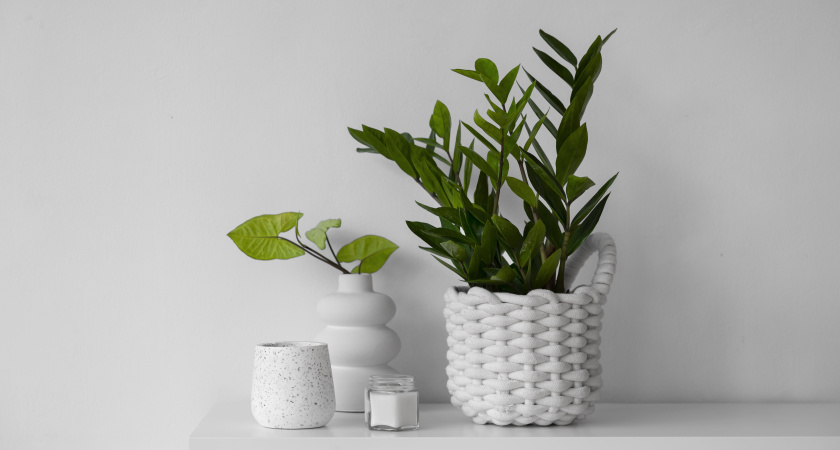 Замиокулькасу в ноябре - обязательно: одна таблетка в воду — и новые рахисы прут наперегонки