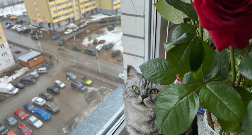 На окна ничего не клею и обогреватель не покупаю: позаимствовала идею у северян - дома тепло даже в лютый мороз